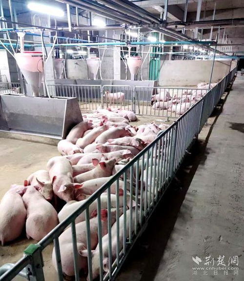 鄂城兩會 湖北一地提出打造 八戒小鎮(zhèn) ,達產(chǎn)后預(yù)計年產(chǎn)值120億元