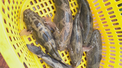 寒冷天氣影響水產養殖業 農場主護“魚”御寒有良方