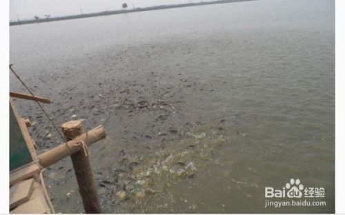 水產養殖魚糖蜜怎么用好