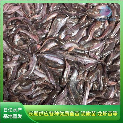 產(chǎn)品圖片_廣州市花都區(qū)赤坭日億水產(chǎn)魚苗養(yǎng)殖場
