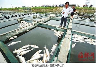 福建莆田:池塘疑因水質(zhì)被污染 數(shù)千畝水產(chǎn)死亡_水產(chǎn)快訊(國內(nèi)水產(chǎn))_中國水產(chǎn)養(yǎng)殖網(wǎng)