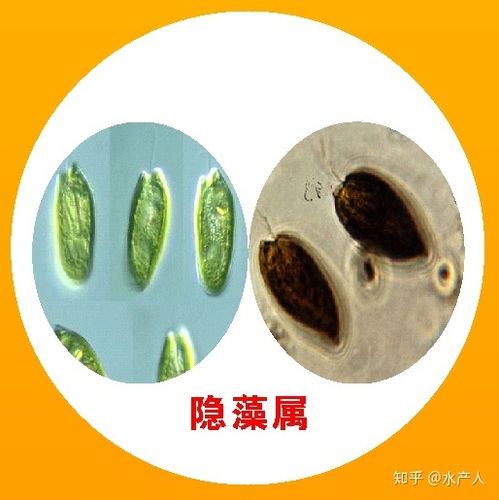水產(chǎn)養(yǎng)殖淡水水體藻類,小白入行必看