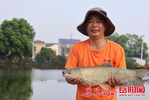 汨羅市古培鎮(zhèn) 谷芽養(yǎng)魚(yú) 迎豐收 綠色養(yǎng)殖開(kāi)啟致富門(mén)