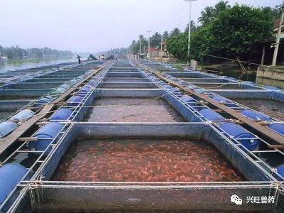 水產(chǎn)養(yǎng)殖用抗生素及其使用注意事項(xiàng)(二)