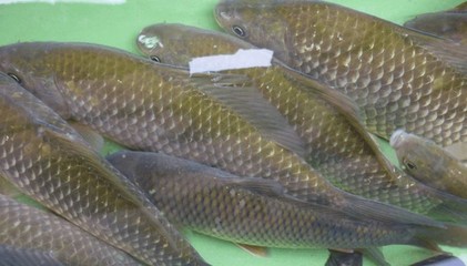 贛州水產(chǎn)養(yǎng)殖基地教你如何養(yǎng)殖淡水魚(yú)苗