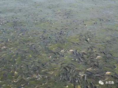 水產養殖常見六個誤區(透明度、密度、藥量、消毒、蛋白、增氧)