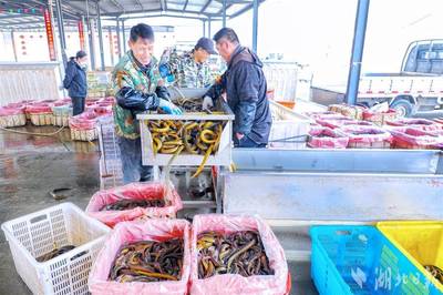 522.79萬噸、同比增4.5%!湖北淡水產(chǎn)品產(chǎn)量連續(xù)27年居首后再次突破 "一蝦一鱔"全國領(lǐng)先 漁民收入再創(chuàng)歷史新高