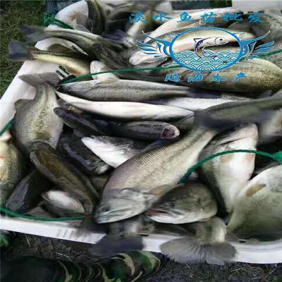 淡水養(yǎng)殖優(yōu)鱸1號魚苗 淡水養(yǎng)殖加州鱸魚苗