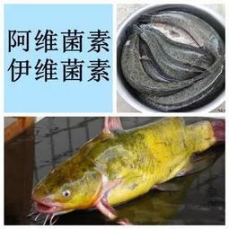 警惕 水產(chǎn)養(yǎng)殖用藥有禁忌 不是每一種藥都能適用所有水產(chǎn)品