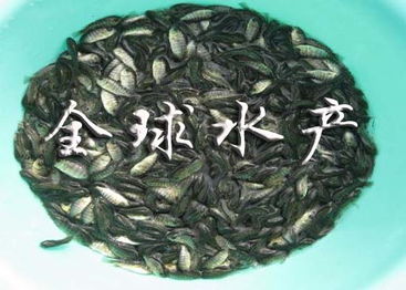 供應(yīng)種苗專(zhuān)區(qū) 種苗專(zhuān)區(qū)批發(fā)求購(gòu)