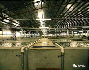 投資93億建世界最大的工廠化養(yǎng)殖,股價(jià)卻暴跌了400 ,為何