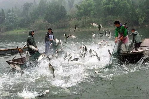 水產(chǎn)養(yǎng)殖將成為最賺錢(qián)的行業(yè),未來(lái)水產(chǎn)品價(jià)格會(huì)大漲