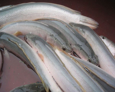 白烏魚(yú)養(yǎng)殖