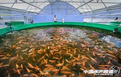 2020年世界漁業(yè)和水產(chǎn)養(yǎng)殖狀況