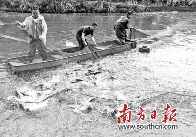 打造水產(chǎn)名片 筑牢 水上糧倉(cāng)