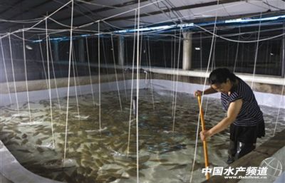 天津楊家泊鎮(zhèn)工廠化養(yǎng)殖規(guī)模壯大養(yǎng)戶增收