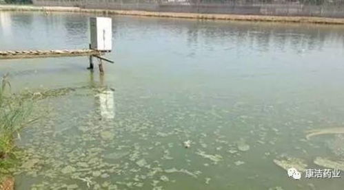 康潔r決策水產(chǎn)品養(yǎng)殖水塘承載力或養(yǎng)植相對(duì)密度的2個(gè)要素