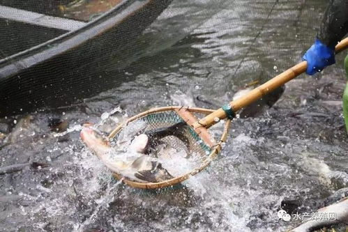 暴富或巨虧 水產(chǎn)養(yǎng)殖的風(fēng)險(xiǎn)防不勝防,談疫情帶來的行業(yè)思考