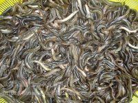水產養殖什么好適合稻田養殖泥鰍養殖投資小回報快