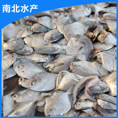 南北水產 出售 水產養殖淡水白鯧魚魚苗 淡水魚魚苗