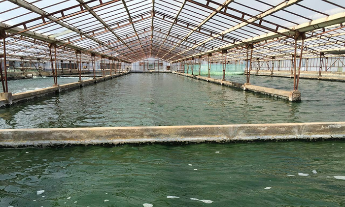 水產養殖大棚膜案例