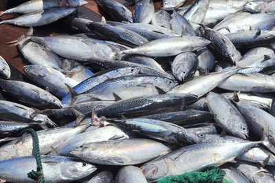 環(huán)保對水產(chǎn)養(yǎng)殖有什么影響?養(yǎng)魚前景如何?值得一看!