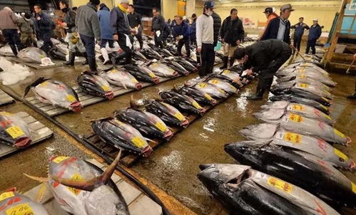 中國全面禁止日本海產品,國內70000家日料餐廳表示 不能一刀切