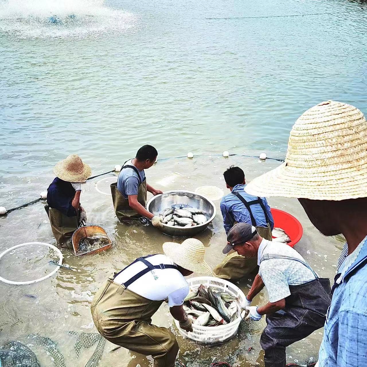 河南駐馬店西平縣:青山綠水憑“魚躍”鄉村振興添“引擎”