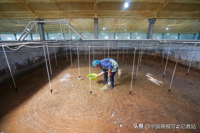 河北灤南:半滑舌鰨養殖忙