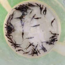 鴨嘴魚苗,魚苗供貨商,鴨嘴魚苗多少錢一條圖片大全 清遠市清城區港興水產養殖場