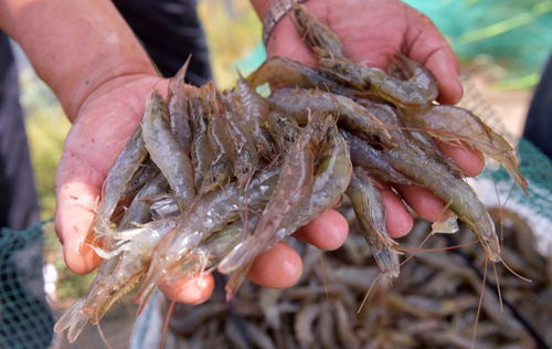 景泰堿水魚(yú)蝦即將上市,未來(lái)幾天,您的餐桌上怎么能少的了這些景泰美味