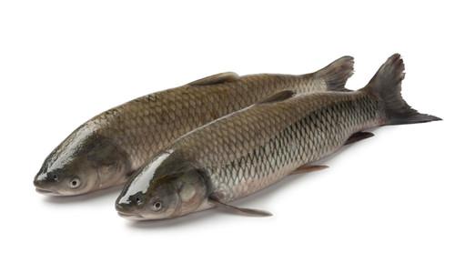 草魚(yú)養(yǎng)殖后期易發(fā)肝病的原因及預(yù)防方法