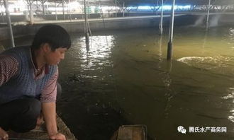 福建用這種產(chǎn)業(yè)鏈模式養(yǎng)殖鰻魚(yú),將水產(chǎn)品下腳料變廢為寶,會(huì)碰撞什么火花