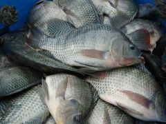 陽(yáng)江海南壹號(hào)羅非魚(yú)苗水產(chǎn)養(yǎng)殖 羅非魚(yú)苗水產(chǎn)養(yǎng)殖_供應(yīng)產(chǎn)品_開(kāi)平市月山鎮(zhèn)明輝養(yǎng)殖場(chǎng)_中國(guó)內(nèi)貿(mào)網(wǎng)