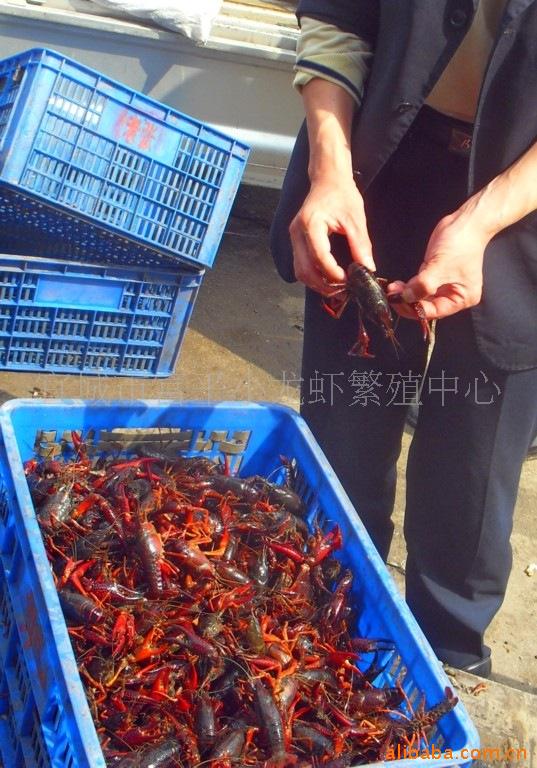小龍蝦 鮮活水產(chǎn)品養(yǎng)殖 龍蝦養(yǎng)殖 宜城大蝦
