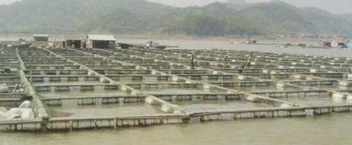 全省首家海水池塘工業(yè)化養(yǎng)殖工程落戶通州灣