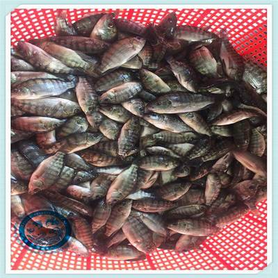 活體養(yǎng)殖福壽魚少病害 活體羅非魚苗運(yùn)輸