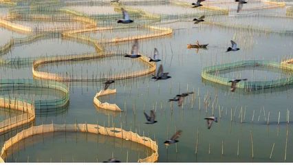 水產養殖過程中圍網養魚網衣附著物有什么害處,如何防除?