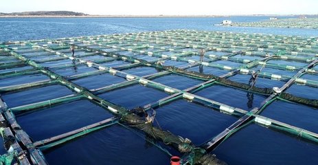 山東海參養殖規模全國第二,自然生態環境下的底播養殖模式為主流