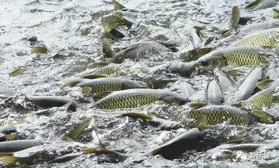 “養魚先養水”,水產養殖調水產品你選對了嗎?