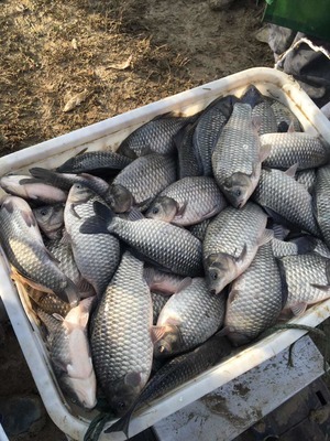 大龍水產品養殖專業合作社專供垂釣中心、鯽魚、鳊魚、青魚_鯽魚價格
