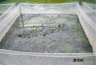 廠家專業(yè)生產(chǎn) 青蛙牛蛙養(yǎng)殖圍網(wǎng) 抗氧化 耐高溫