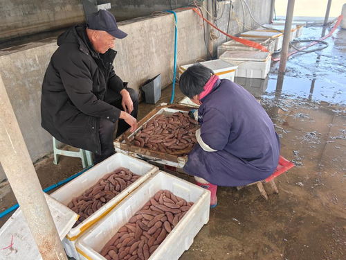 一年之計(jì)丨海腸海蠣子上新 帶你看 海上春耕 忙