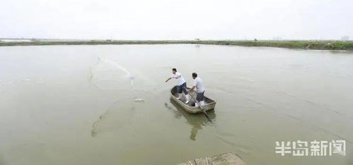 蝦蟹貝 同居 養(yǎng)殖收入翻番 破解海水養(yǎng)殖難題,這套海水混合養(yǎng)殖被農(nóng)業(yè)農(nóng)村部遴選為主推技術(shù)