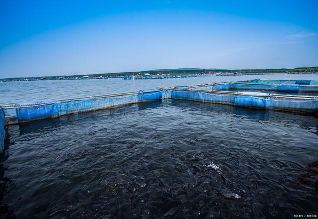 日本長(zhǎng)崎百萬條養(yǎng)殖魚死亡:我們?cè)撊绾伪Ｗo(hù)海洋生態(tài)?