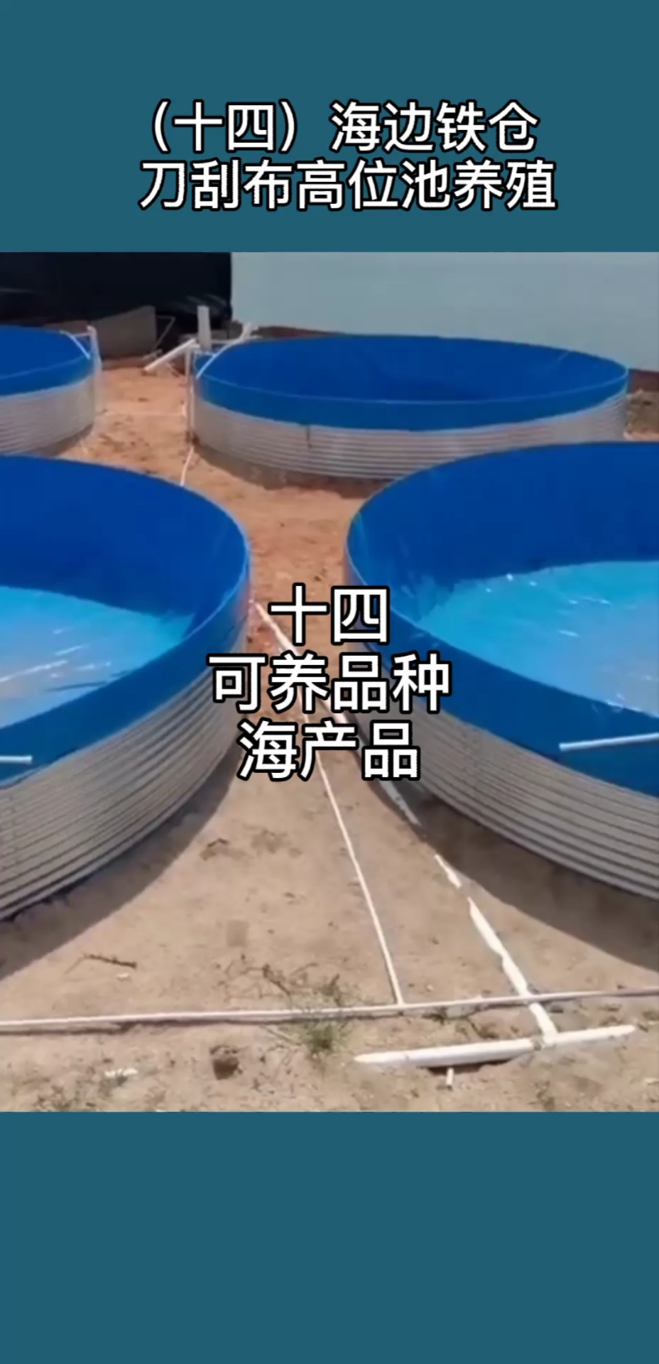 #趕海捉海鮮#工廠化高密度水產(chǎn)養(yǎng)殖,陸基高位池養(yǎng)殖海產(chǎn)品