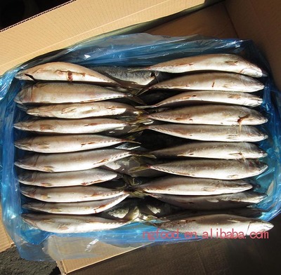 水冷鮐魚_其他價(jià)格_中國(guó)水產(chǎn)養(yǎng)殖網(wǎng)