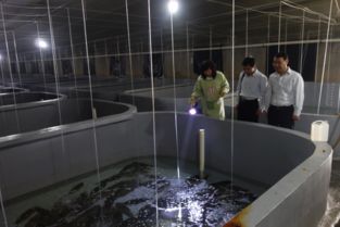 即墨市半滑舌鰨工廠化養(yǎng)殖形勢(shì)喜人