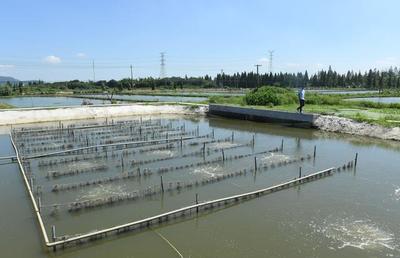 浙江湖州:化養(yǎng)殖尾水為碧水清波