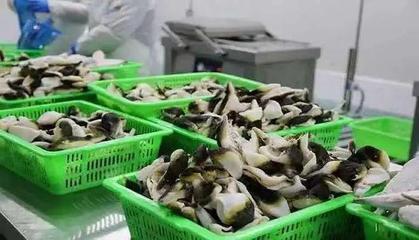 這個小眾水產品養殖從業者超60萬人,專門餐飲店超2000家,預制菜成就銷量猛增!